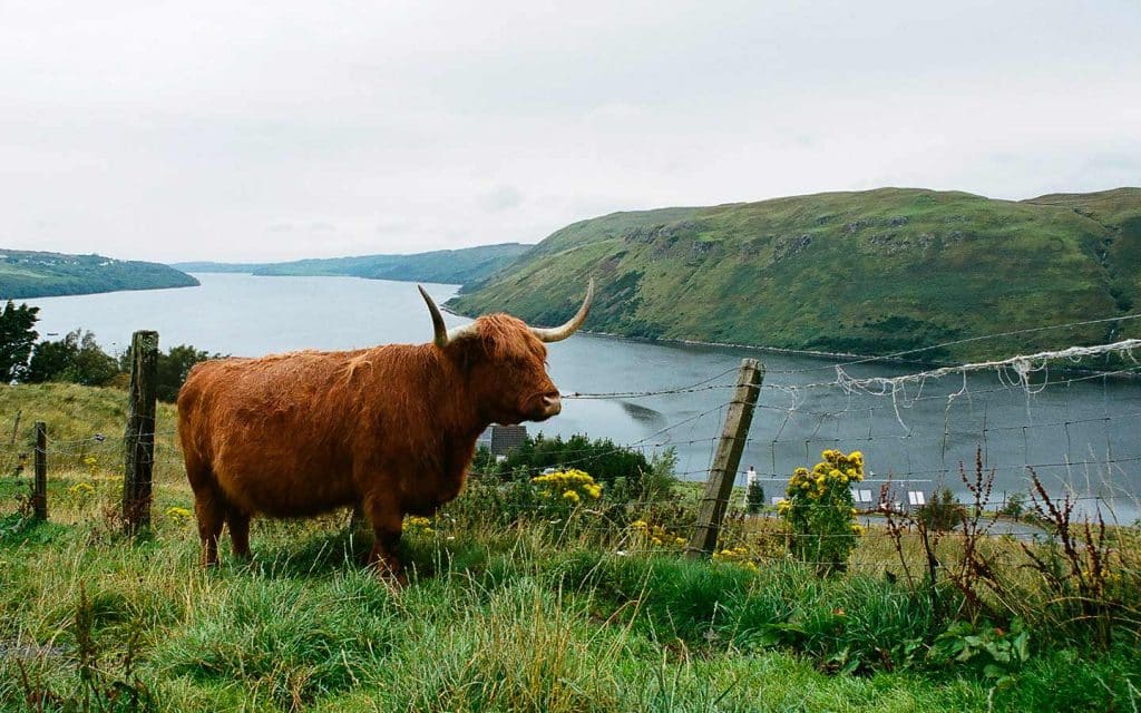 une vache sur l'ile islay